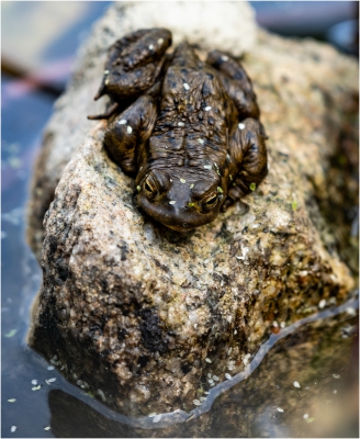 Toad on a Rock